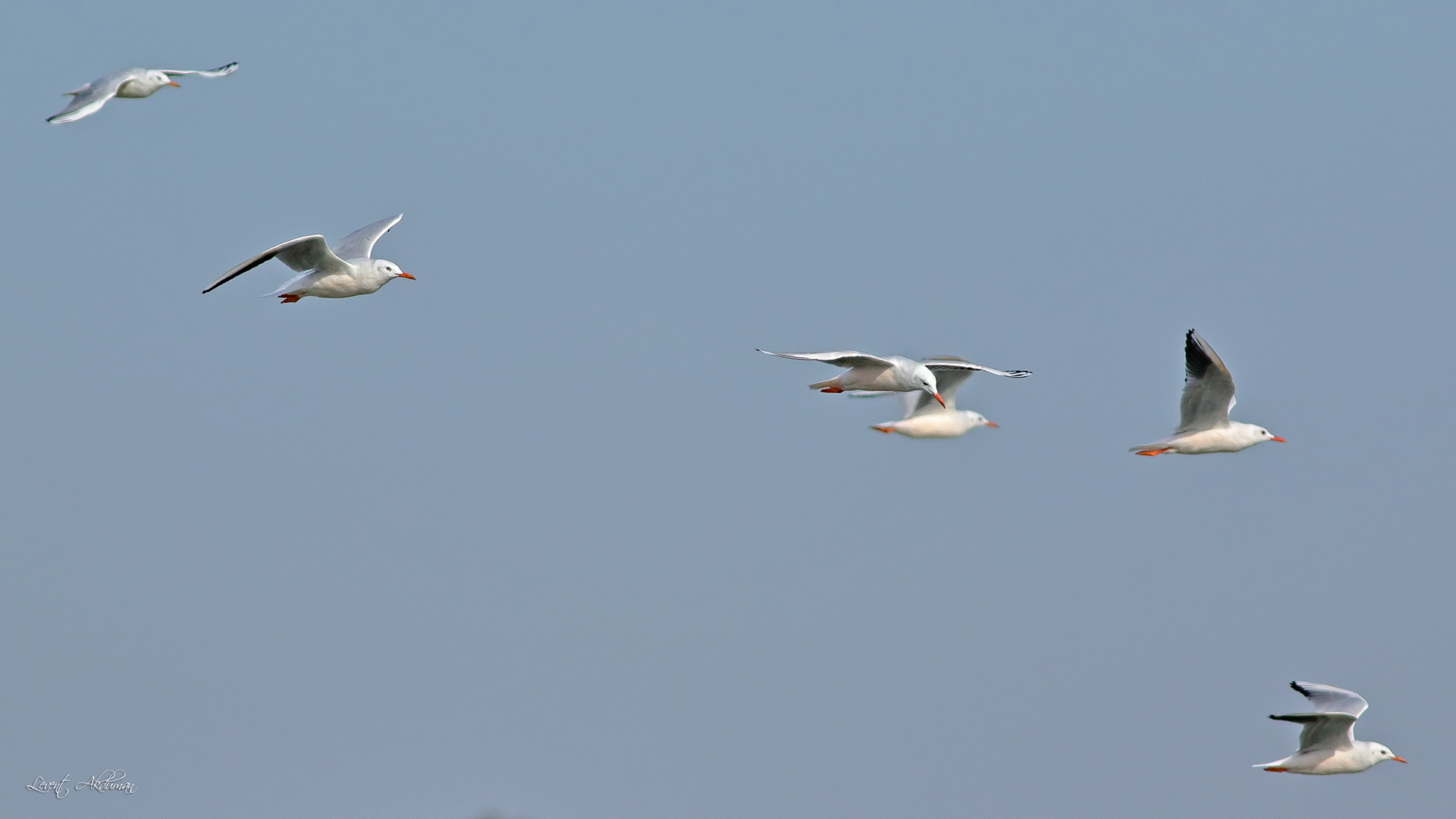 Slender-billed Gull
